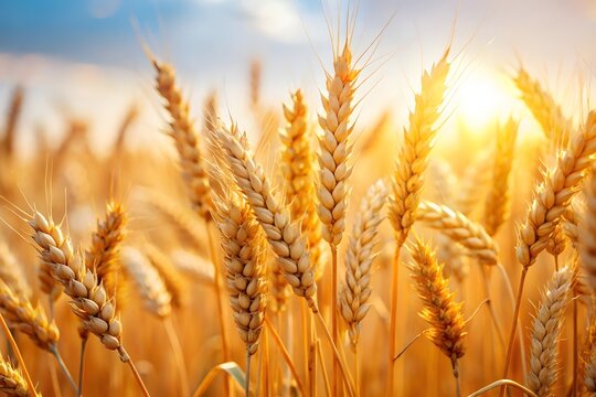 Closeup view of golden wheat stalks swaying gently in the warm sunlight of a field during a beautiful sunset ready for harvest