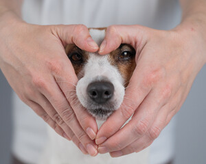 Owner holds her hands in the shape of a heart near the face of her Jack Russell Terrier. 