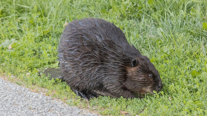 I found a beaver on the road