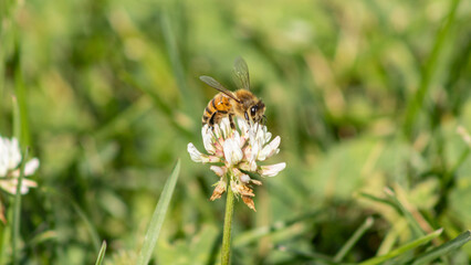 the bee pollinating