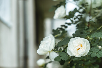 white roses flourish against backdrop lush greenery in tranquil garden. bright sunlight highlights...
