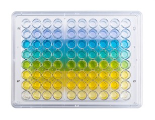 Colored liquid in a 96 well plate