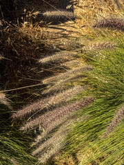 Close-up of ornamental fountain grass glowing in warm sunlight. Soft plumes sway gently in the summer breeze, surrounded by dry and green textures of nature