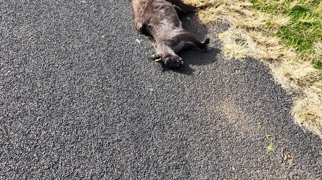 Aerial Approach to Dead Kangaroo on Rural Roadside
