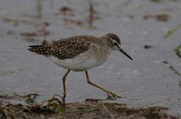 Shorebird Foraging in the Wetlands