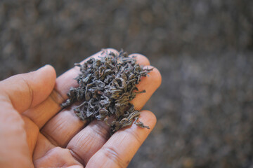 Dried tea leaves held in hand showcasing texture and color