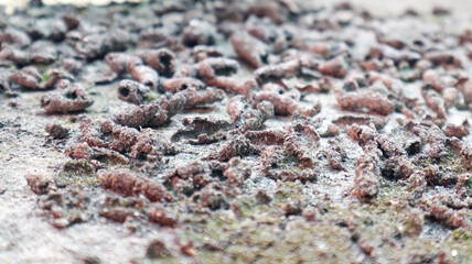 A close-up of a textured surface covered in dark, dry earth flakes, suggesting a natural or weathered abstract background.
