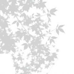 Fototapeta premium shadow overlay effect. Gray shadow of leaves isolated on white background. Plant foliage leaf shadow light effect. Mockup Blurred tree branch shadow. Ideal for summer spring design elements PNG