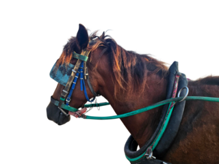 Horse portrait with bridle in clear detail, great for animal studies, agriculture design, or poster usage. Isolated on white background, transparent PNG, cut out