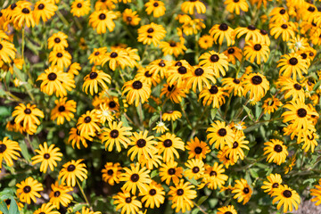 Yellow coneflower flower. Natural flower plant. Flora nature. Yellow flower background. Floral coneflower yellow background. Coneflower flower. Flowering coneflower in garden. Outdoor flowering plant