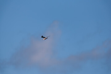 Obraz premium Low angle view of a seagull flying against the blue sky