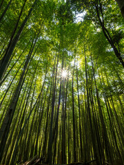 日が射し込む竹林の風景