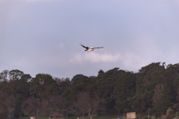 Low angle view of a pelican flying above the tree top, Lake Colac, Victoria, Australia