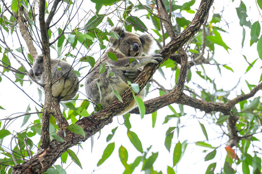Mother Koala with a joey in the branches of a Eucalypt tree.