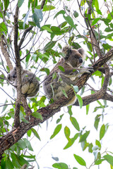 Mother Koala with a joey in the branches of a Eucalypt tree.