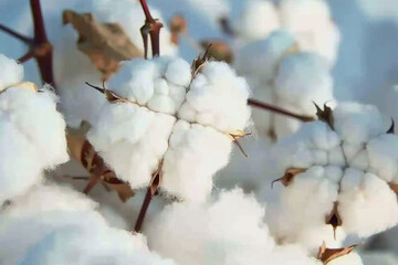 White Fields, Silent Fields