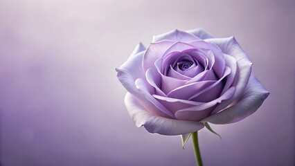A single lavender rose, delicately presented against a soft purple backdrop, exudes elegance and serenity.