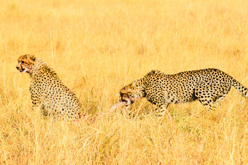 Cheetahs hunt prey in tall golden grass