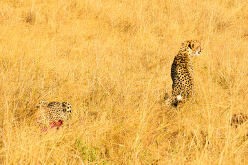 Cheetahs hunt prey in tall golden grass