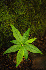 Startflower plant with no flower - leaves only - Trientalis Borealis