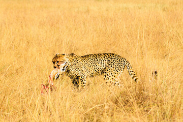 Cheetahs hunt prey in tall golden grass