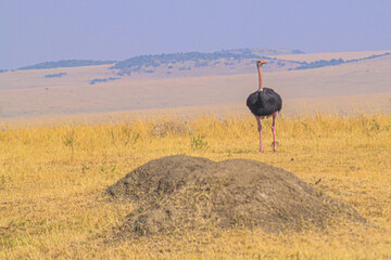 Ostrich strides across the African plains