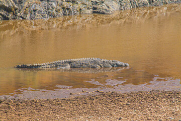 Nile crocodiles lurk in African waters