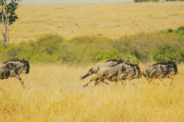 Wildebeest herds roam golden African plains.
