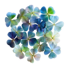 Fototapeta premium Floral cluster, vibrant petals