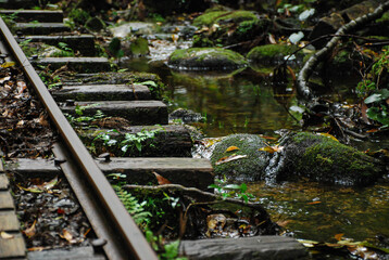 雨水が溢れる屋久島の森林鉄道の線路
