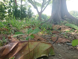tree in the forest