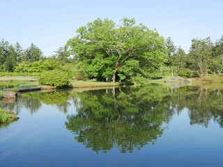 Fototapeta premium Tranquil Japanese Garden with Green Trees Reflected in a Pond on a Spring Morning, Iwate, Japan