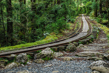 屋久島の森林鉄道の線路
