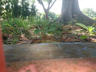 tree in the pond