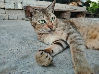 Tabby cat lying on the floor 