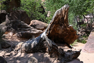 old dead tree