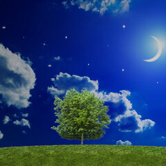 Obraz premium green tree on the night sky green tree on the moon