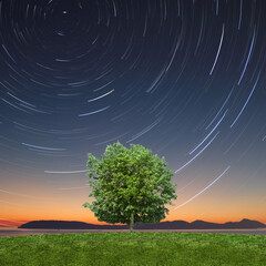 green tree on the night sky green tree on the moon