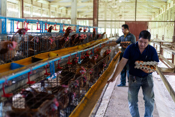 Obraz premium An farmer is working in a chicken coop, gathering fresh brown eggs from laying hens. collecting the eggs by hand . The facility is a commercial poultry farm focused on egg production.