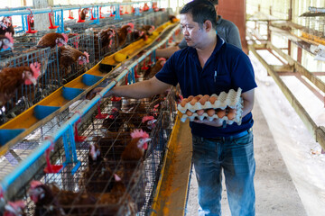 An  farmer is working in a chicken coop, gathering fresh brown eggs from laying hens. collecting the eggs by hand .   The facility is a commercial poultry farm focused on egg production.