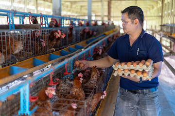 An  farmer is working in a chicken coop, gathering fresh brown eggs from laying hens. collecting the eggs by hand .   The facility is a commercial poultry farm focused on egg production. © DK_STUDIO
