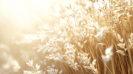 Golden Wheat Field at Sunrise; Natural Background for Creative Design