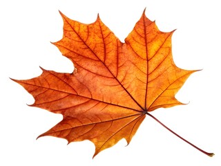 Obraz premium Vibrant orange maple leaf isolated on a white background