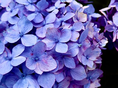 Close-up of purple hydrangea flowers - Powered by Adobe