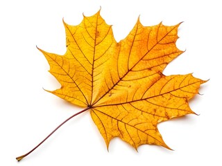 Obraz premium Single vibrant yellow orange maple leaf isolated on white background