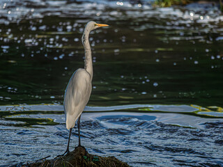 White Egret On Hump Before Water