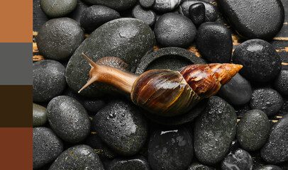 Giant Achatina snail on spa stones