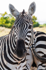 Naklejka premium Detailed view of a zebra’s head and upper body in the wild, showcasing its striking striped pattern, alert expression, and outdoor background in a sunny natural environment.