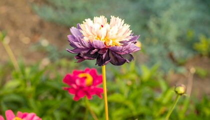 Obraz premium Vibrant peony in garden setting