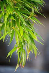 Macro Close Up of Lush Bamboo Leaves in Serene Bamboo Forest